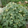 Cucumber, Squirting (Ecballium elaterium), packet of 10 seeds, organic - Image 7