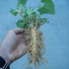 Cucumber, Squirting (Ecballium elaterium), packet of 10 seeds, organic - Image 2