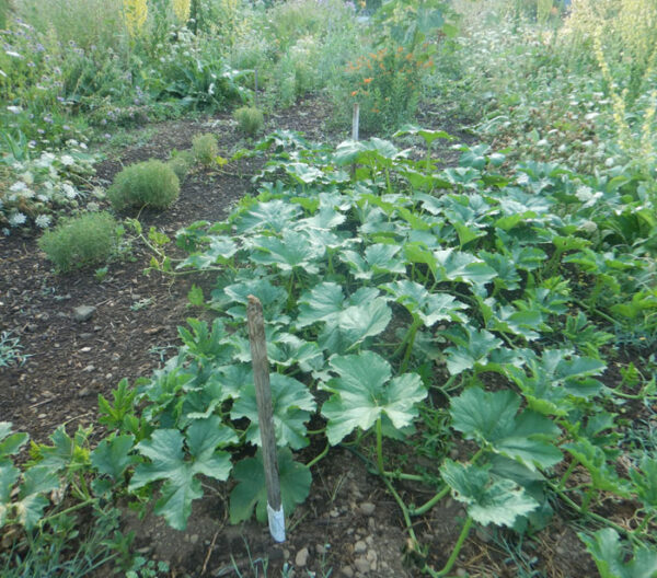 Pumpkin, Styrian (Cucurbita pepo) seeds, organic - Image 6