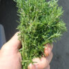 Savory, Summer (Satureja hortensis) seeds, organic