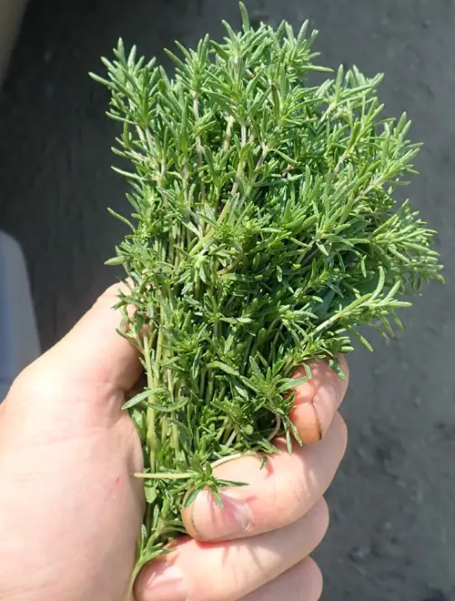 Savory, Summer (Satureja hortensis) seeds, organic