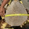 Sunflower, Russian Mammoth (Helianthus annuus) seeds, organic - Image 6