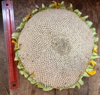 Sunflower, Russian Mammoth (Helianthus annuus) seeds, organic - Image 5