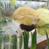 Swan Plant (Asclepias physocarpa), packet of 10 seeds, organic