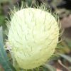 Swan Plant (Asclepias physocarpa), packet of 10 seeds, organic - Image 2