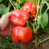 Pepper, Sweet Bell (Capsicum annuum), packet of 20 seeds, organic