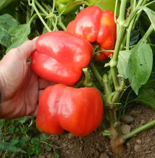 Pepper, Sweet Bell (Capsicum annuum), packet of 20 seeds, organic