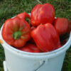 Pepper, Sweet Bell (Capsicum annuum), packet of 20 seeds, organic - Image 2