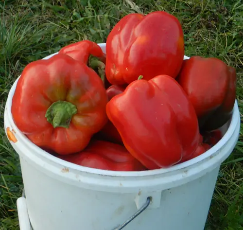 Pepper, Sweet Bell (Capsicum annuum), packet of 20 seeds, organic - Image 2