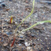 Sweet Cicely (Myrrhis odorata), potted plant, organic - Image 2