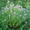 Bergamot Set (4 seed packets): Bergamots--Lavender, Lemon, Sweetleaf, Yellow Dotted Mint - Image 5