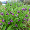 Comfrey, True (Symphytum officinale var patens), packet of 20 seeds, organic