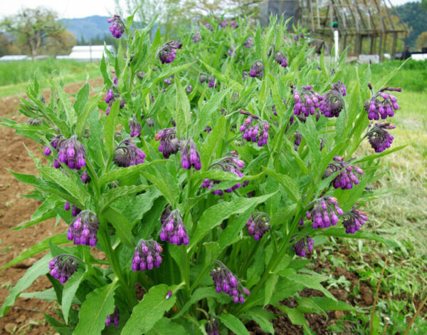 Comfrey, True (Symphytum officinale var patens), packet of 20 seeds, organic