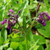 Comfrey, True (Symphytum officinale var patens), packet of 20 seeds, organic - Image 6