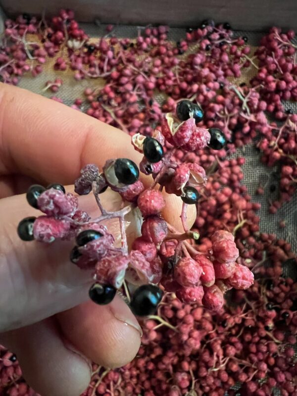 Szechuan Pepper (Zanthoxylum simulans), packet of 10 seeds, Organic - Image 7