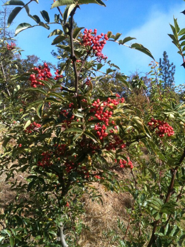 Szechuan Pepper (Zanthoxylum simulans), packet of 10 seeds, Organic