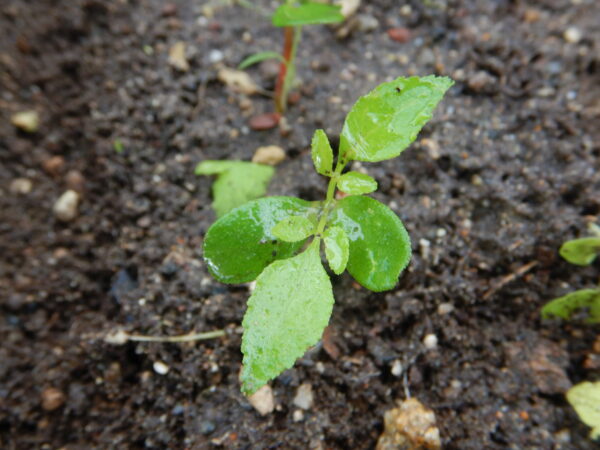 Szechuan Pepper (Zanthoxylum simulans), packet of 10 seeds, Organic - Image 6