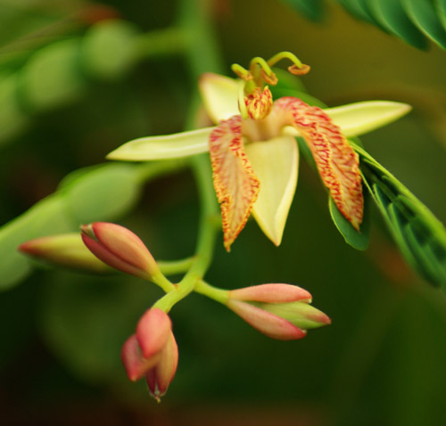 Tamarind "Mkwaju" (Tamarindus indica), packet of 7 seeds - Image 4