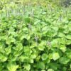 Tulsi, Temperate -- Holy Basil (Ocimum africanum) seeds, organic - Image 2
