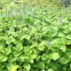 First Time Medicinal Herb Garden (Holy Basil, Calendula, Comfrey, Self Heal and Yarrow), Organic - Image 2