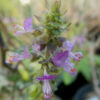 Tulsi, Temperate -- Holy Basil (Ocimum africanum) potted plant, organic - Image 4