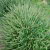 Tulsi, Temperate -- Holy Basil (Ocimum africanum) potted plant, organic - Image 2