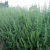 Tulsi, Temperate -- Holy Basil (Ocimum africanum) seeds, organic - Image 4