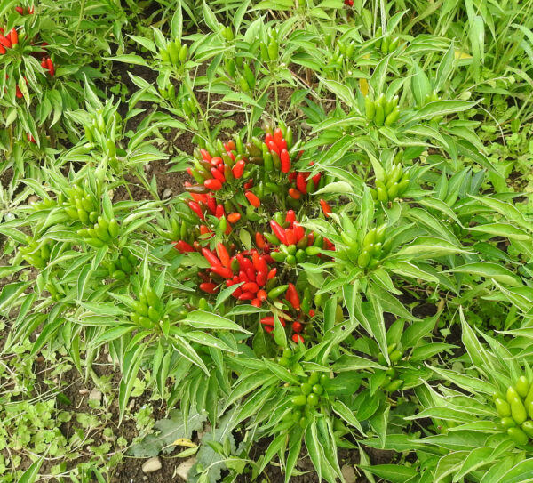 Pepper Seed Set (6 packets): Aji Colorado, Aleppo, African Cayenne, Official Cayenne, Criolla Sella and Thai Volcano, all organic - Image 3