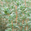 Thyme, German Winter (Thymus vulgaris), packet of 100 seeds, organic - Image 2