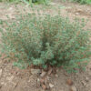 Thyme, German Winter (Thymus vulgaris) potted plant, organic - Image 5