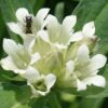 Gentian, Tibetan (Gentiana tibetica) potted plant, organic
