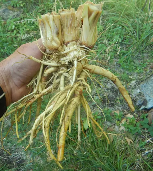 Gentian, Yellow (Gentiana lutea) seeds, organic - Image 5