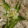Gentian, Tibetan (Gentiana tibetica) potted plant, organic - Image 3