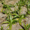 Gentian, Tibetan (Gentiana tibetica) potted plant, organic - Image 4