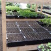 Gentian, Tibetan (Gentiana tibetica) potted plant, organic - Image 2