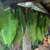 Tobacco, Smoking (Nicotiana tabacum) seeds, organic - Image 8