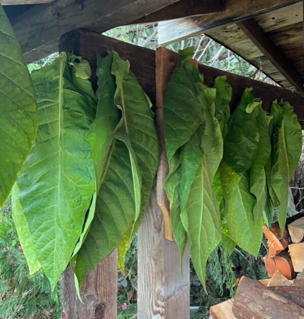 Tobacco, Smoking (Nicotiana tabacum) seeds, organic - Image 8