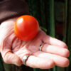 Tomato, Stupice (Lycopersicon esculentum), packet of 30 seeds, organic