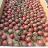 Tomato, Black Cherry (Lycopersicon esculentum), packet of 50 seeds, organic - Image 2