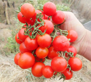 Vegetable Seeds