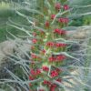 Tower-of-Jewels (Echium wildpretii), packet of 30 seeds - Image 5