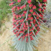 Tower-of-Jewels (Echium wildpretii), packet of 30 seeds - Image 3
