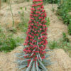 Tower-of-Jewels (Echium wildpretii), packet of 30 seeds - Image 4