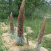 Tower-of-Jewels (Echium wildpretii), packet of 30 seeds