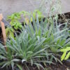 Tower-of-Jewels (Echium wildpretii), packet of 30 seeds - Image 2