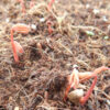 Peony, Tree (Paeonia suffriticosa) seeds, organic - Image 2