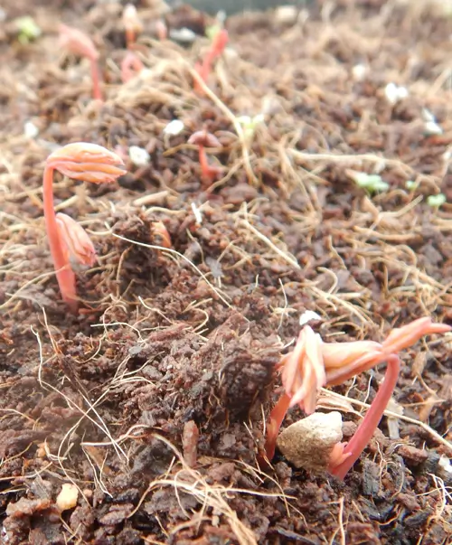 Peony, Tree (Paeonia suffriticosa) seeds, organic - Image 2