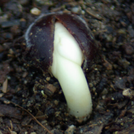 Tree & Shrub Seeds