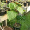 Tomato, Tree (Cyphomandra betacea) potted tree, organic - Image 2