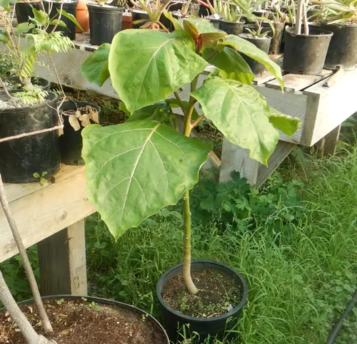 Tomato, Tree (Cyphomandra betacea), packet of 10 seeds, organic - Image 2